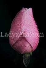 Ange-des-roses - escort Lyon