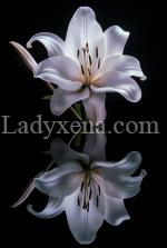 Rose-des-lys - escort Versailles
