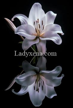 Rose-des-lys - escort Versailles
