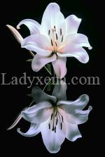 Rose-des-lys - escort Versailles
