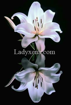 Rose-des-lys - escort Versailles